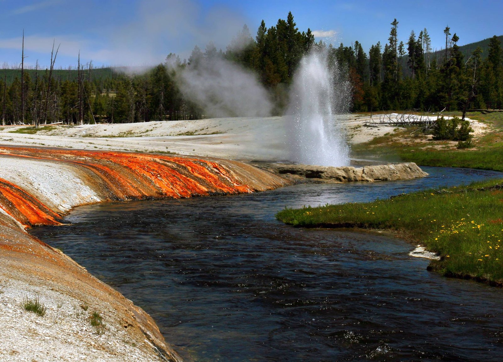 animal life on yellowstone national park