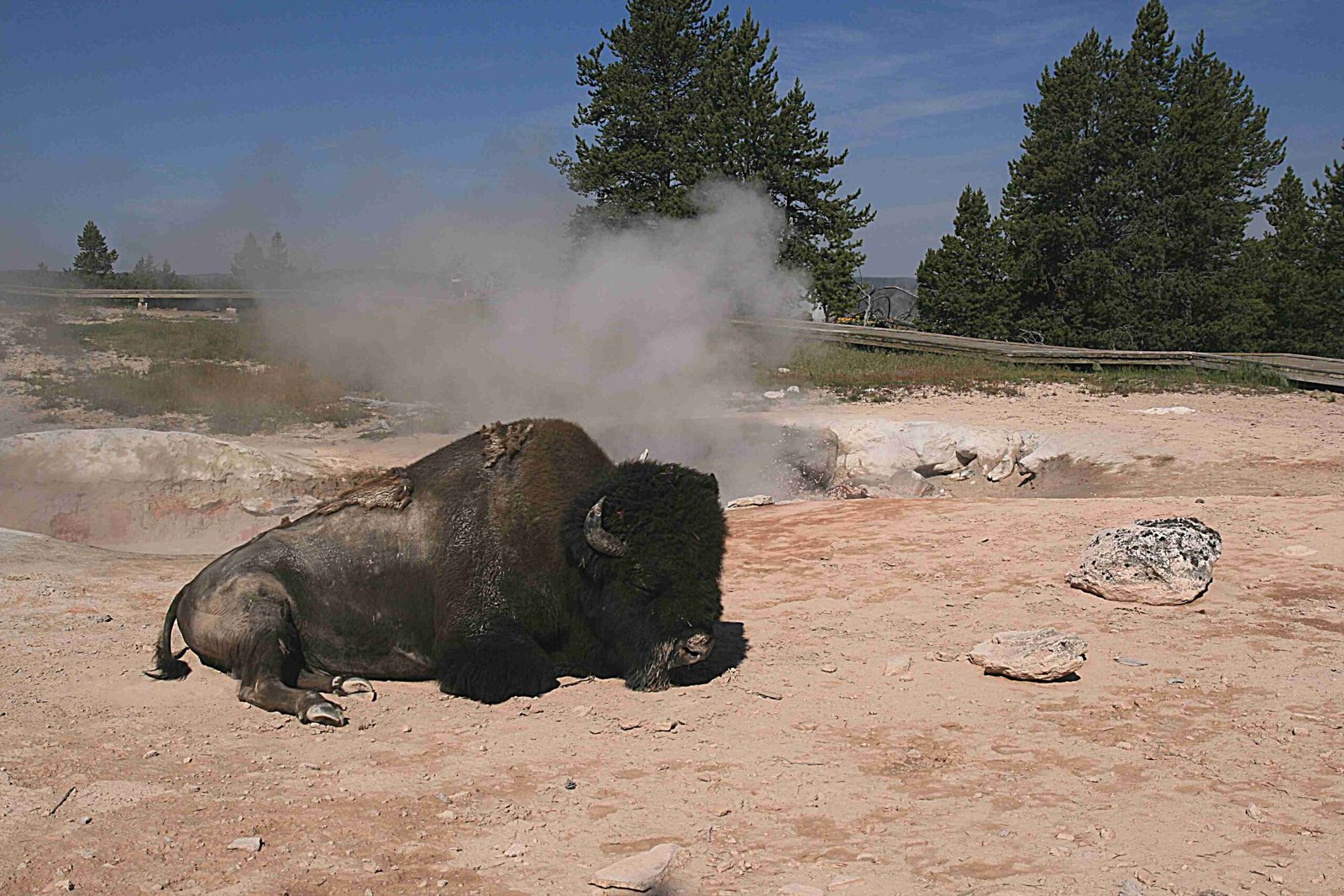 the governor visit yellowstone national park